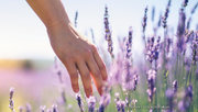 Hand im Lavendelfeld